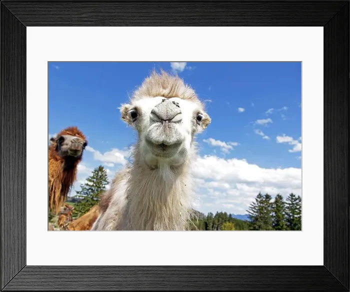 Framed Print : White angle shot of young white Bactrian camel (camel) with flies on nose Framed Print : White angle shot of young white Bactrian camel (camel) with flies on nose