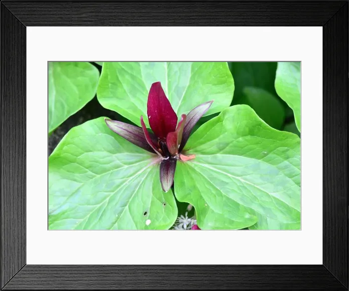 Framed Print : giant trillium, giant wakerobin, common trillium, Trillium chloropetalum, óriás hármasszirom, America Framed Print : giant trillium, giant wakerobin, common trillium, Trillium chloropetalum, óriás hármasszirom, America