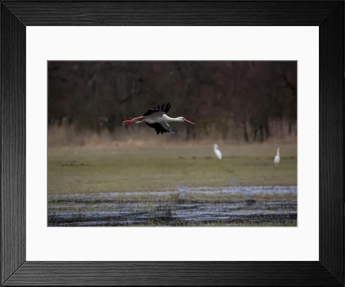 Framed Print : Stork flying over a wet meadow at a little pond called Mönchbruchweiher in the Mönchbruch natural reserve next to Framed Print : Stork flying over a wet meadow at a little pond called Mönchbruchweiher in the Mönchbruch natural reserve next to