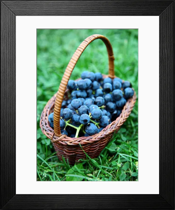 Framed Print : Full wicker basket of black grapes on green grass Framed Print : Full wicker basket of black grapes on green grass