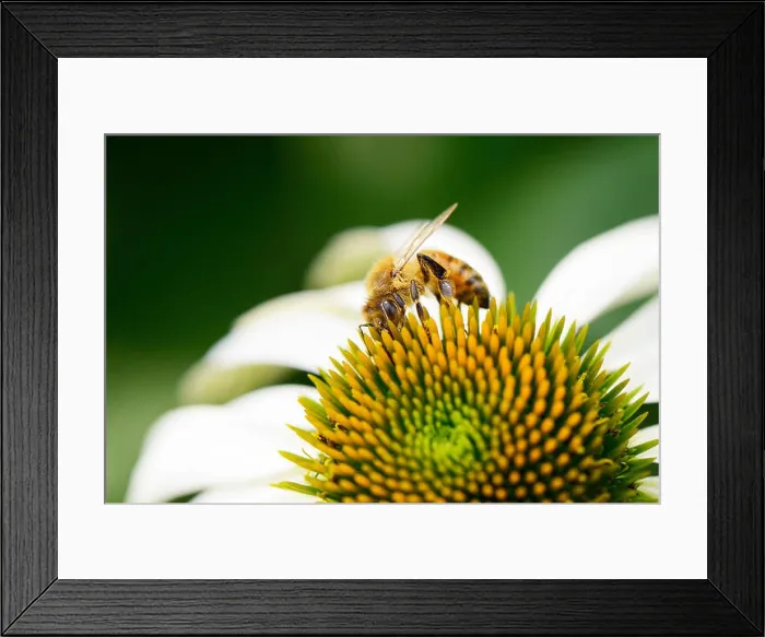 Framed Print : closeup of bee on a head of echinecea flower Framed Print : closeup of bee on a head of echinecea flower