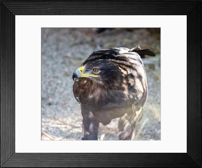 Framed Print : portrait of one golden eagle, Aquila chrysaetos, one of the best known birds of prey in the Northern Hemisphere Framed Print : portrait of one golden eagle, Aquila chrysaetos, one of the best known birds of prey in the Northern Hemisphere
