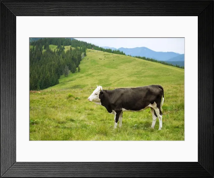 Framed Print : Black and white cow grazing on meadow in mountains. Cattle on an alpine mountain pasture. Mountain meadow Framed Print : Black and white cow grazing on meadow in mountains. Cattle on an alpine mountain pasture. Mountain meadow