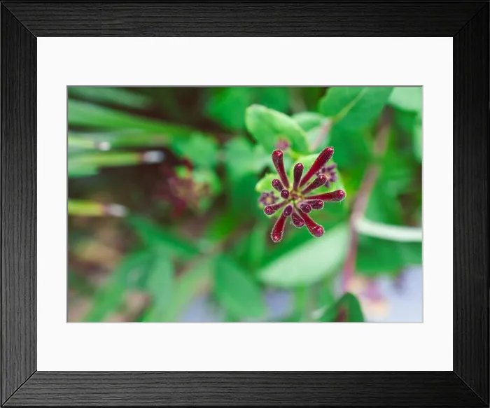 Framed Print : native Australian Lonicera honeysuckle firecracker plant outdoor in sunny backyard shot at shallow depth of field Framed Print : native Australian Lonicera honeysuckle firecracker plant outdoor in sunny backyard shot at shallow depth of field