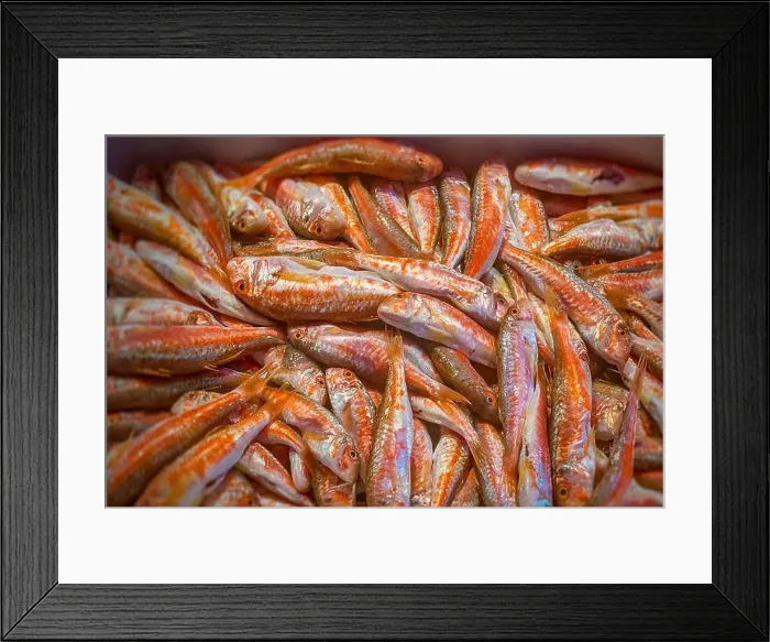 Framed Print : Red Mullet (Mullus barbatus) displayed at the Rialto Market (Mercato Rialto) in Venice, Italy Framed Print : Red Mullet (Mullus barbatus) displayed at the Rialto Market (Mercato Rialto) in Venice, Italy