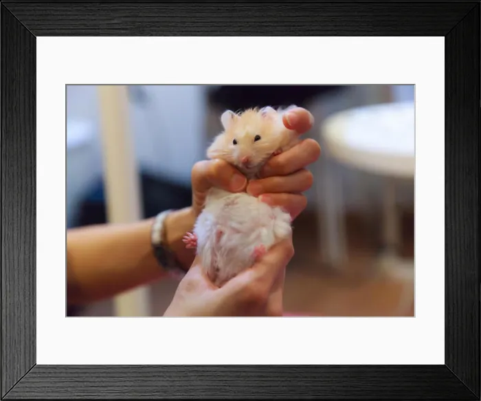 Framed Print : Cute Fluffy Exotic Young Orange White Syrian Golden Hamster (Mesocricetus auratus) stays still in girl's hand Framed Print : Cute Fluffy Exotic Young Orange White Syrian Golden Hamster (Mesocricetus auratus) stays still in girl's hand
