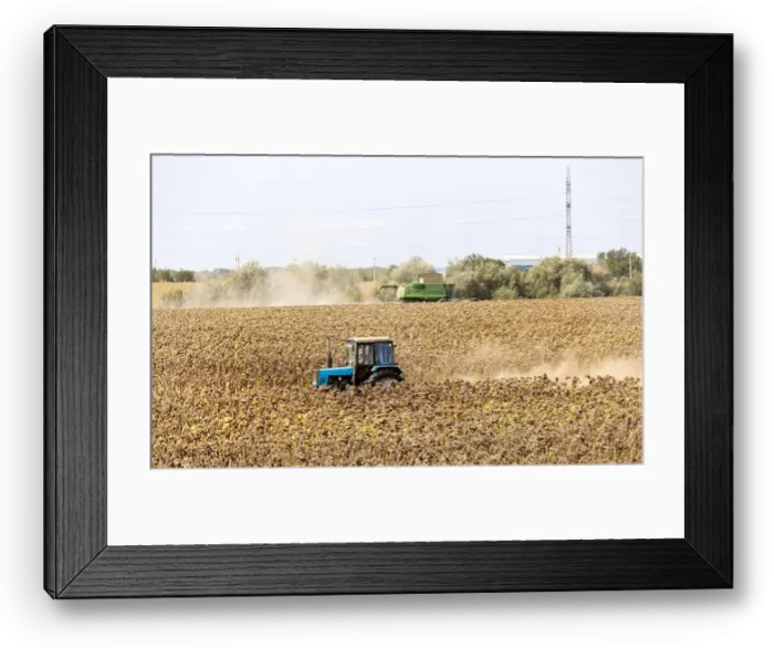 Framed Print : A combine harvester in a ripe sunflower field harvests sunflower seeds on a sunny autumn day Framed Print : A combine harvester in a ripe sunflower field harvests sunflower seeds on a sunny autumn day