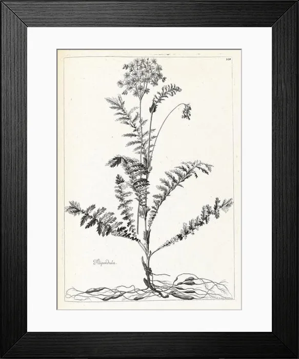 Framed Print : Recueil des plantes dessinées et gravées par ordre du roi Louis XIV Framed Print : Recueil des plantes dessinées et gravées par ordre du roi Louis XIV