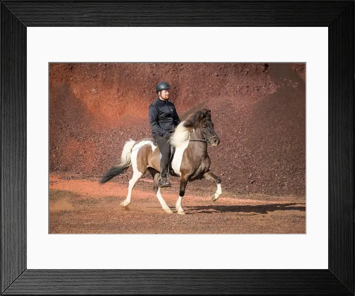 Framed Print : Icelandic Horse. Pinto mare with rider in a toelt on red sand. Iceland Framed Print : Icelandic Horse. Pinto mare with rider in a toelt on red sand. Iceland