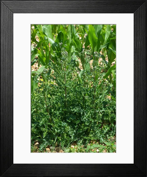 Framed Print : Creeping thistle, Cirsium arvense, beginning to flower in a growing maize crop, Berkshire, July Framed Print : Creeping thistle, Cirsium arvense, beginning to flower in a growing maize crop, Berkshire, July
