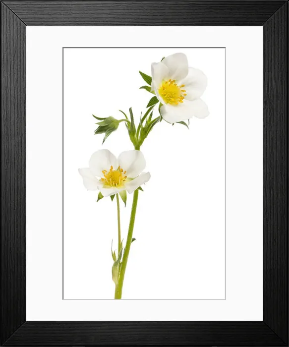 Framed Print : Flower of garden strawberry, Fragaria ananassa, in front of white background Framed Print : Flower of garden strawberry, Fragaria ananassa, in front of white background