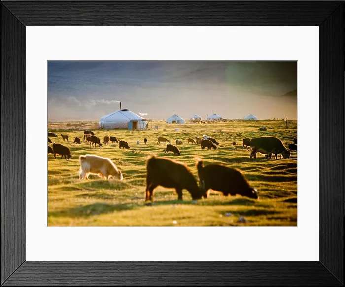 Framed Print : A herd grazing during a mild summer in the sometimes extreme climate of the Tsaast Uul valley in remote western Framed Print : A herd grazing during a mild summer in the sometimes extreme climate of the Tsaast Uul valley in remote western