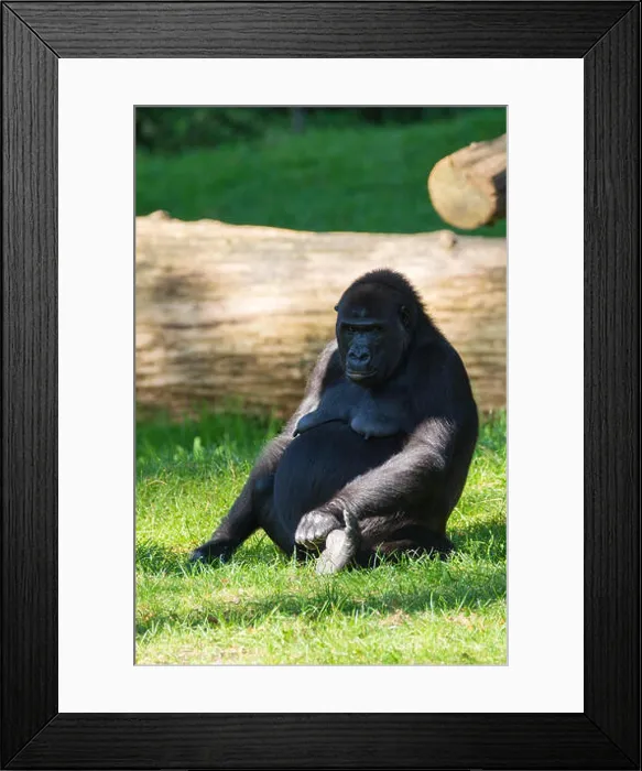 Framed Print : Big black gorilla monkey sits on the grass, sunny day Framed Print : Big black gorilla monkey sits on the grass, sunny day