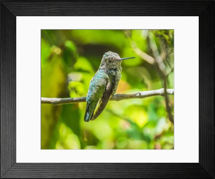Framed Print : Anna's Hummingbird Female Bird Calypte Anna Sonora Desert Museum Tucson Arizona Framed Print : Anna's Hummingbird Female Bird Calypte Anna Sonora Desert Museum Tucson Arizona
