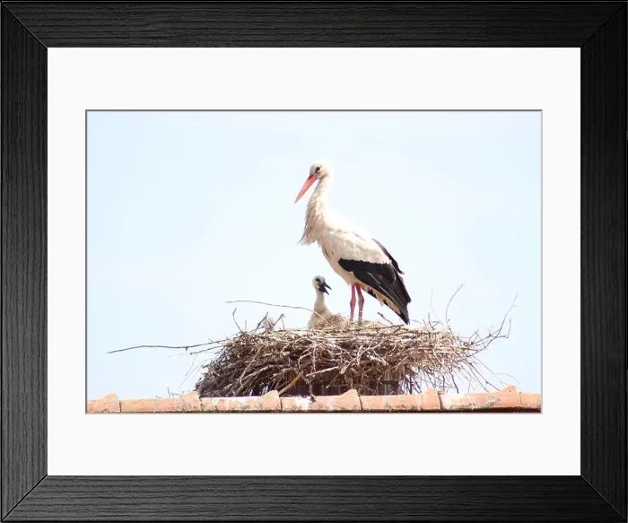 Framed Print : Storch mit Jungtieren Framed Print : Storch mit Jungtieren