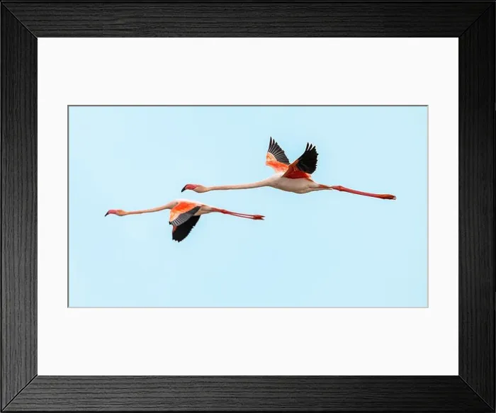 Framed Print : Flying European Greater Flamingo against colorful sky Framed Print : Flying European Greater Flamingo against colorful sky