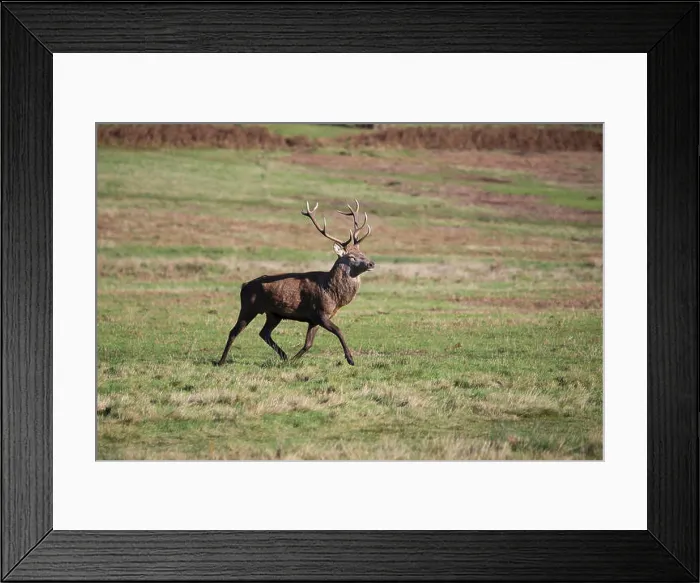 Framed Print : Red Deer stag with large antlers Cervus elaphus trotting across parkland in late autumn Framed Print : Red Deer stag with large antlers Cervus elaphus trotting across parkland in late autumn