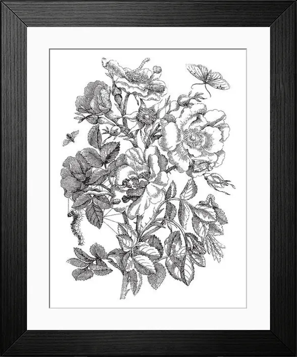 Framed Print : Vintage engraving style vector illustration of bouquet of roses with blossoms and leaves