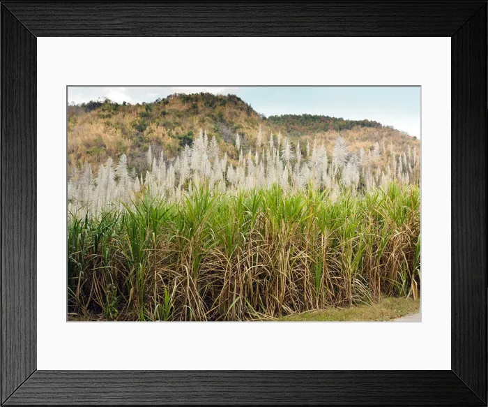 Framed Print : sugar cane field in north Thailand Framed Print : sugar cane field in north Thailand