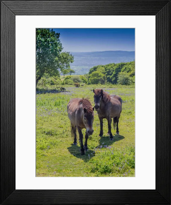 Framed Print : Wild Exmoor ponies grazing amongst the bluebells at the summit of Cothelstone Hill Framed Print : Wild Exmoor ponies grazing amongst the bluebells at the summit of Cothelstone Hill