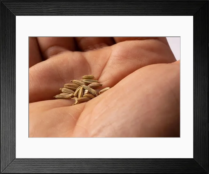 Framed Print : dried fennel seeds in hand Framed Print : dried fennel seeds in hand