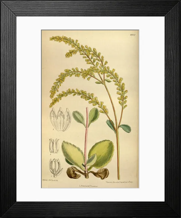 Framed Print : Cotyledon oppositifolia, also known as the small-leafed cotyledon Framed Print : Cotyledon oppositifolia, also known as the small-leafed cotyledon