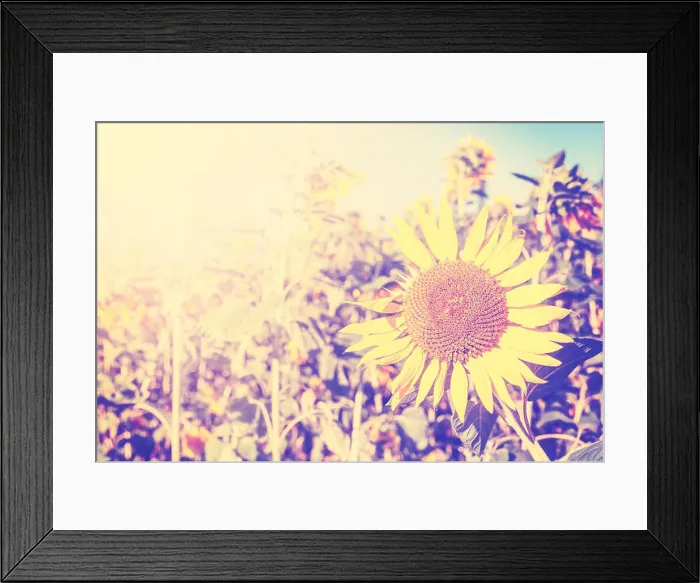 Framed Print : Vintage toned sunflowers, nature background with space for text Framed Print : Vintage toned sunflowers, nature background with space for text