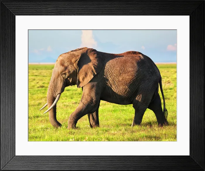 Framed Print : African Elephant (Loxodonta africana) portrait in Amboseli National Park, Rift Valley, Kenya, Africa Framed Print : African Elephant (Loxodonta africana) portrait in Amboseli National Park, Rift Valley, Kenya, Africa