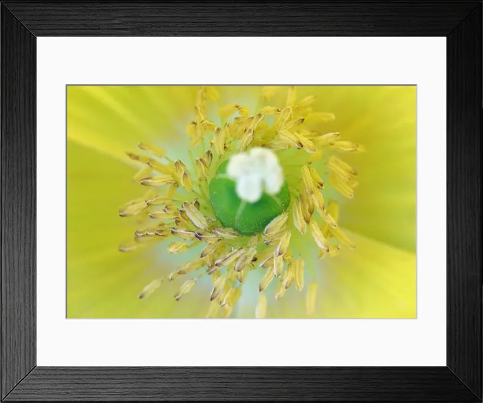 Framed Print : Welsh Poppy - Meconopsis cambrica Framed Print : Welsh Poppy - Meconopsis cambrica