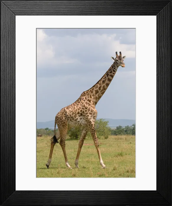 Framed Print : giraffe Framed Print : giraffe