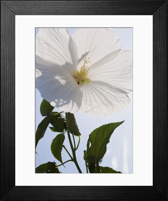 Framed Print : Close-up of a white Hibiscus flower in late summer Framed Print : Close-up of a white Hibiscus flower in late summer