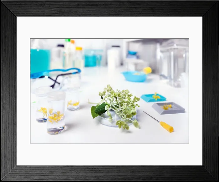 Framed Print : Collection of plant samples for analysis in scientific laboratory Framed Print : Collection of plant samples for analysis in scientific laboratory