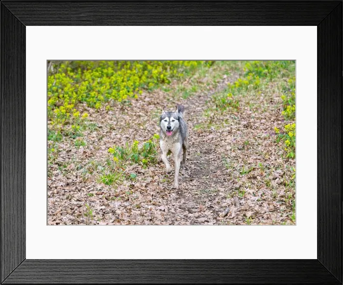 Framed Print : Husky dog walking in green spring forest Framed Print : Husky dog walking in green spring forest