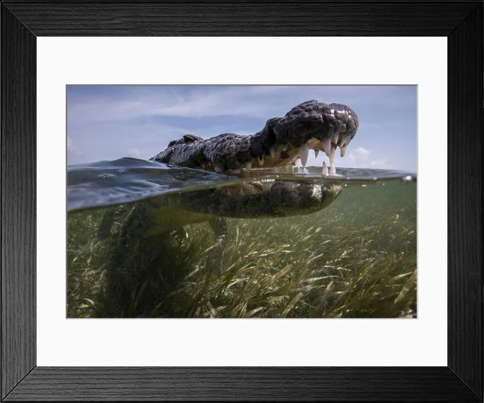 Framed Print : Close up of open mouthed american croc (Crocodylus acutus) at sea surface, Chinchorro Banks, Mexico Framed Print : Close up of open mouthed american croc (Crocodylus acutus) at sea surface, Chinchorro Banks, Mexico