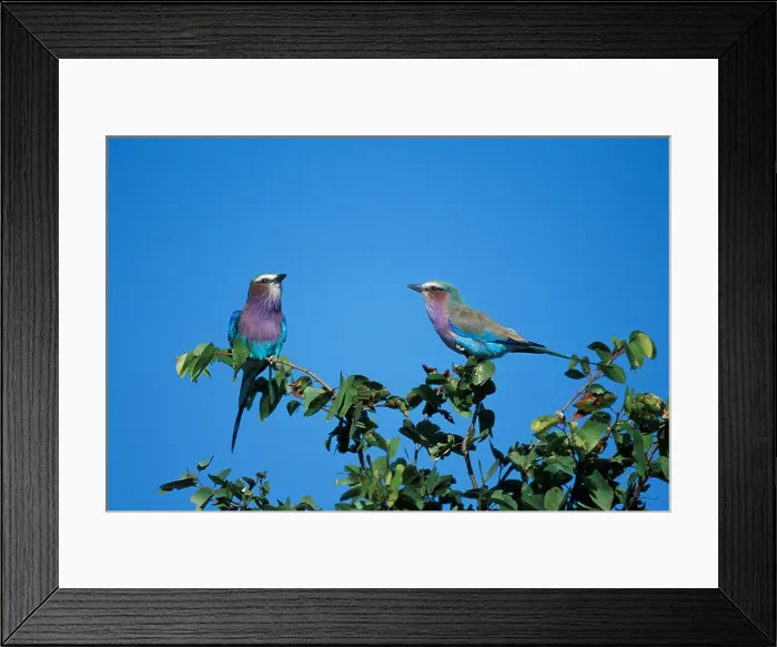 Framed Print : Africa, Botswana, Chobe National Park, Two Lilac-Breasted Rollers (Coracias caudata) sitting on branch in Savuti Marsh Framed Print : Africa, Botswana, Chobe National Park, Two Lilac-Breasted Rollers (Coracias caudata) sitting on branch in Savuti Marsh