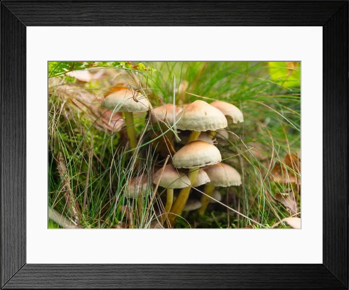 Framed Print : Autumn scene with a little spider on Sulphur Tuft mushrooms in a forest, Veluwe, the Netherlands Framed Print : Autumn scene with a little spider on Sulphur Tuft mushrooms in a forest, Veluwe, the Netherlands
