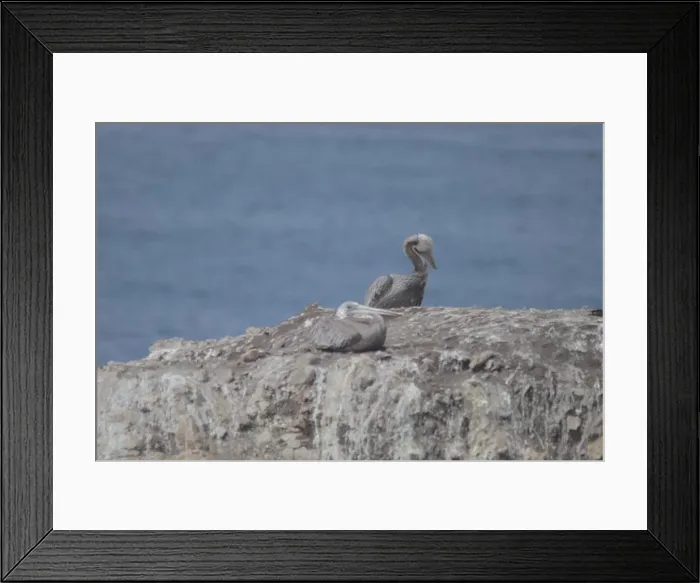 Framed Print : A couple of gray pelicans also known as Pelecanus philippensis on a rock with a sea in the background