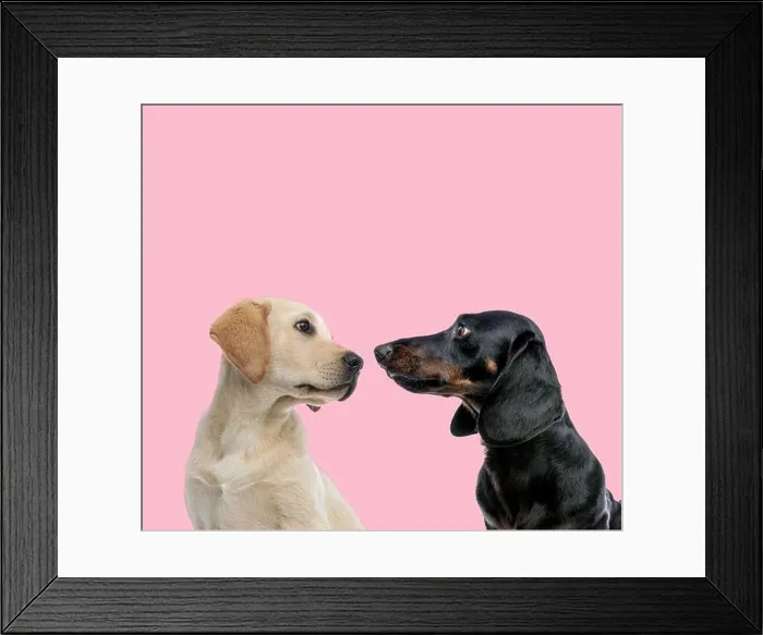 Framed Print : team of labrador retriever and teckel dachshund looking at each other on pink background Framed Print : team of labrador retriever and teckel dachshund looking at each other on pink background