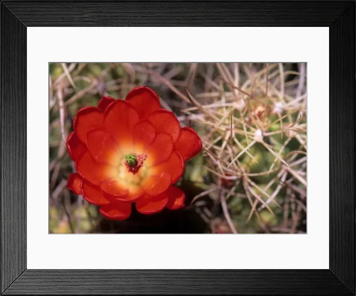 Framed Print : Claret cup cactus, Joshua Tree National Park, California Framed Print : Claret cup cactus, Joshua Tree National Park, California