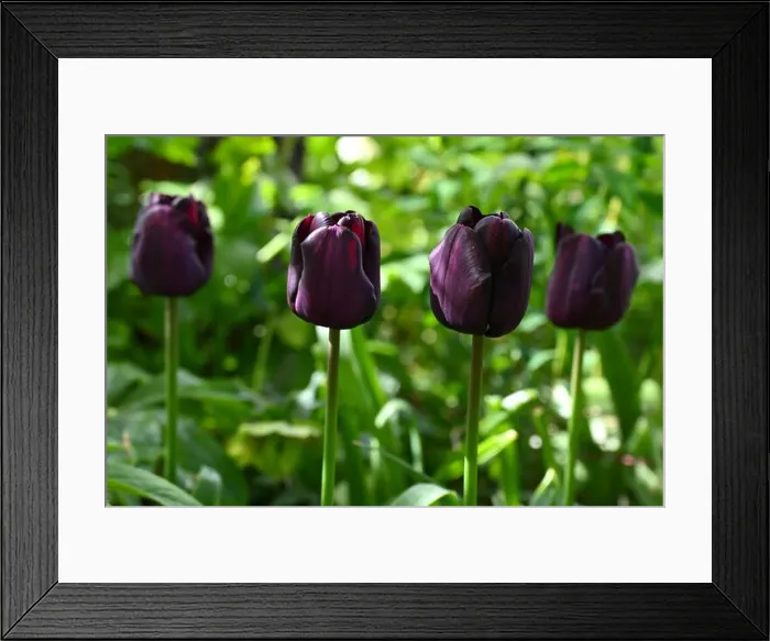 Framed Print : Rich purple, almost black spring flowers of Triumph tulip, tulipa Paul Scherer in UK garden April Framed Print : Rich purple, almost black spring flowers of Triumph tulip, tulipa Paul Scherer in UK garden April