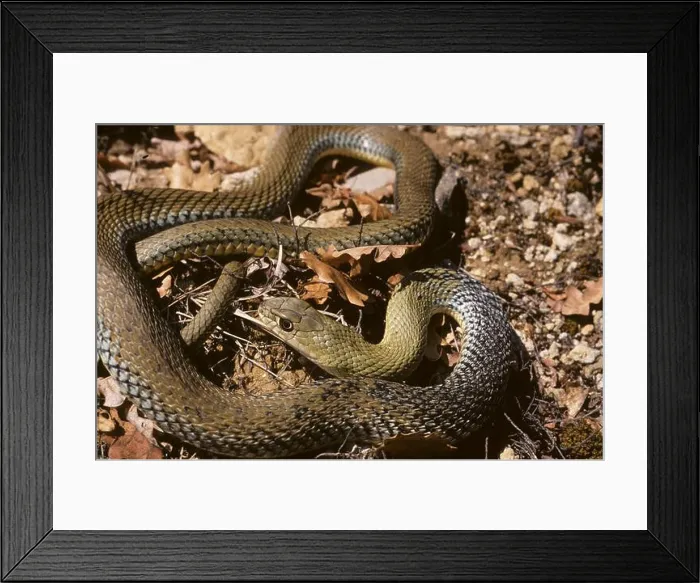 Framed Print : Montpellier Snake ; Subspecies: Malpolon monspessulanus monspessulanus Framed Print : Montpellier Snake ; Subspecies: Malpolon monspessulanus monspessulanus