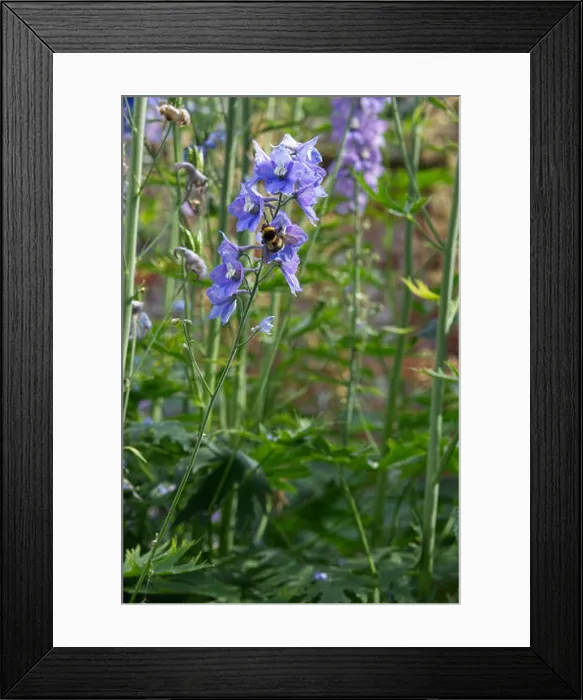Framed Print : Bee on a Delphinium Elatum, blue Lace Framed Print : Bee on a Delphinium Elatum, blue Lace