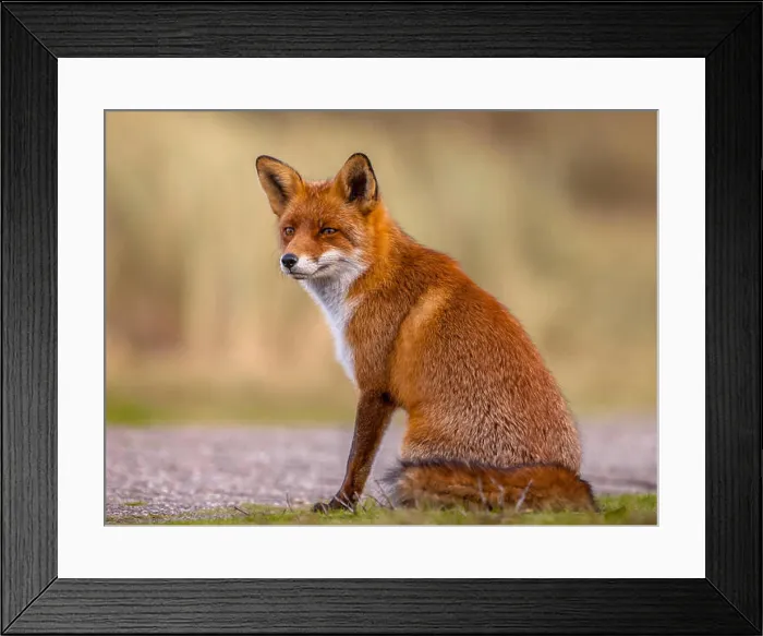Framed Print : Red Fox (Vulpes vulpes) sitting and waiting patiently for something to happen Framed Print : Red Fox (Vulpes vulpes) sitting and waiting patiently for something to happen