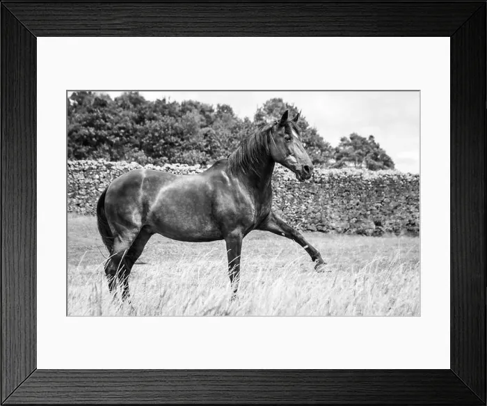 Framed Print : Lusitano horse, spanish walk on the pasture, grass land, outside Framed Print : Lusitano horse, spanish walk on the pasture, grass land, outside