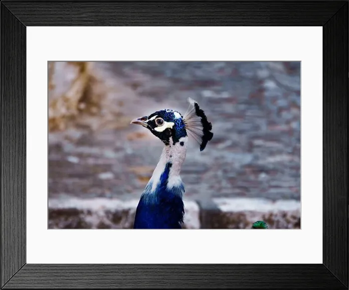 Framed Print : close-up of a peacock's head looking in profile to the camera Framed Print : close-up of a peacock's head looking in profile to the camera