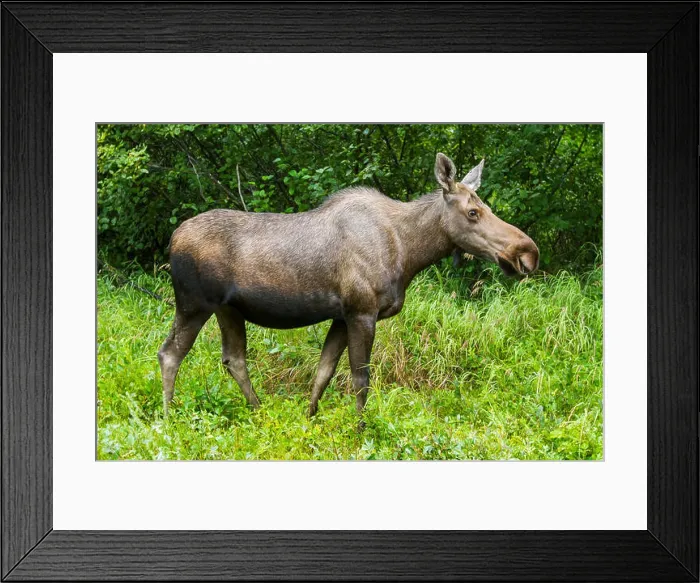 Framed Print : Cow moose (alces alces); Anchorage, Alaska, United States of America Framed Print : Cow moose (alces alces); Anchorage, Alaska, United States of America