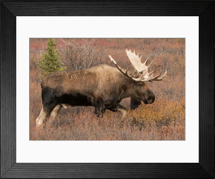 Framed Print : Bull Moose, Autumn, Alaska-Yukon variety, Large Antlers, Denali National Park, Alaska