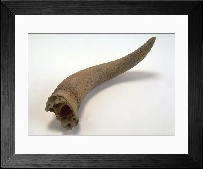 Framed Print : PRIMIGENIUS BOS HORN. PALEONTOLOGY. PALEOLITHIC. (LOCATION: NATIONAL ARCHAEOLOGICAL MUSEUM) Framed Print : PRIMIGENIUS BOS HORN. PALEONTOLOGY. PALEOLITHIC. (LOCATION: NATIONAL ARCHAEOLOGICAL MUSEUM)