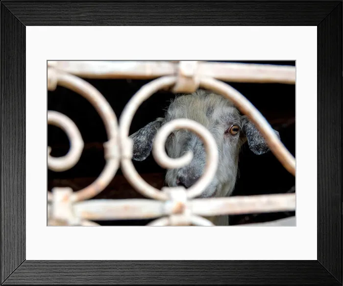Framed Print : A goat (Capra aegagrus hircus) kept indoors in the village of Lahic, Azerbaijan Framed Print : A goat (Capra aegagrus hircus) kept indoors in the village of Lahic, Azerbaijan