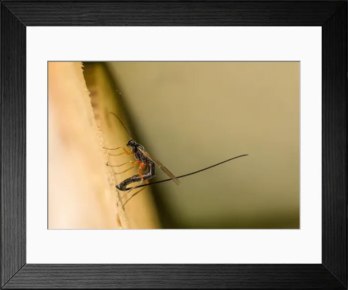 Framed Print : a female sabre wasp with a long tail laying eggs in a tree trunk, german insect of the year 2025 Framed Print : a female sabre wasp with a long tail laying eggs in a tree trunk, german insect of the year 2025